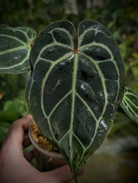 Anthurium (Black Widow x Michelle) x (Zara x Michelle) | Plants