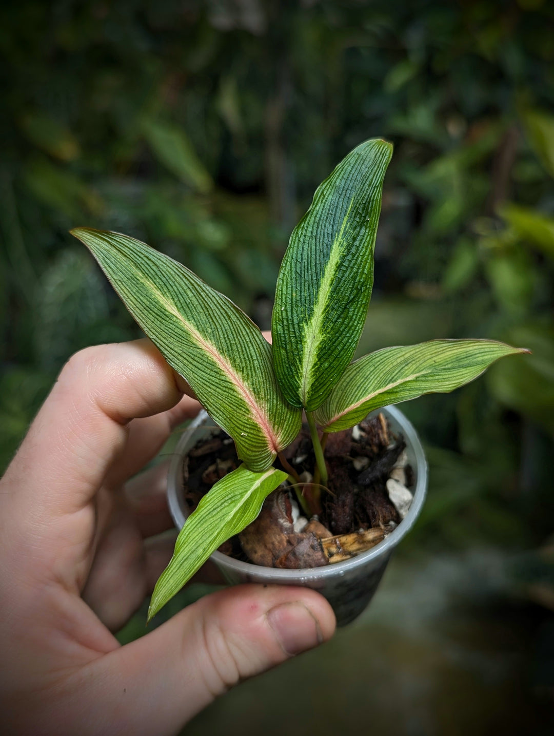 Homalomena sp. Papua 'pink vein' - GROW TROPICALS