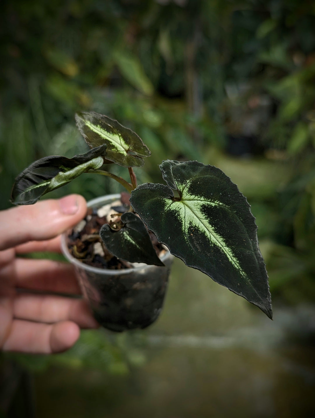 Syngonium rayii - GROW TROPICALS