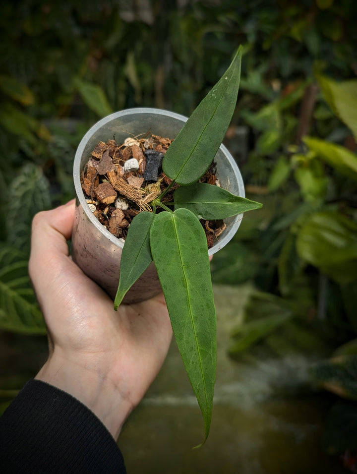 Anthurium nanum - GROW TROPICALS