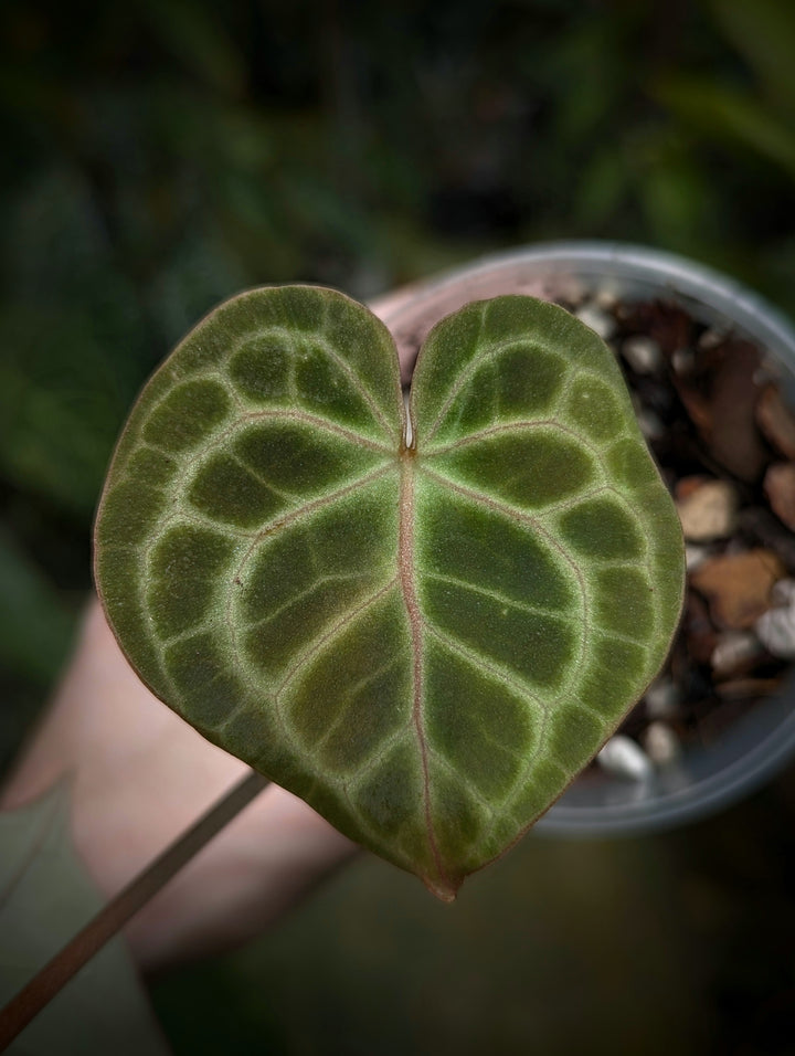 Anthurium clarinervium hybrid 'Crystal Veins' - GROW TROPICALS