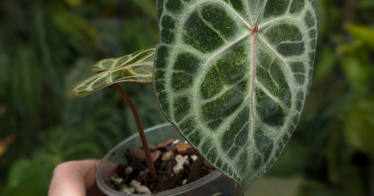 anthurium clarinervium hybrids Anthurium clarinervium hybrid 'Crystal Veins' | Plants