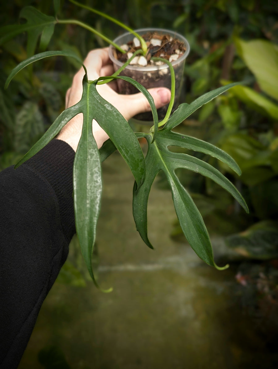 Philodendron pedatum 'Fine Fingers' - GROW TROPICALS