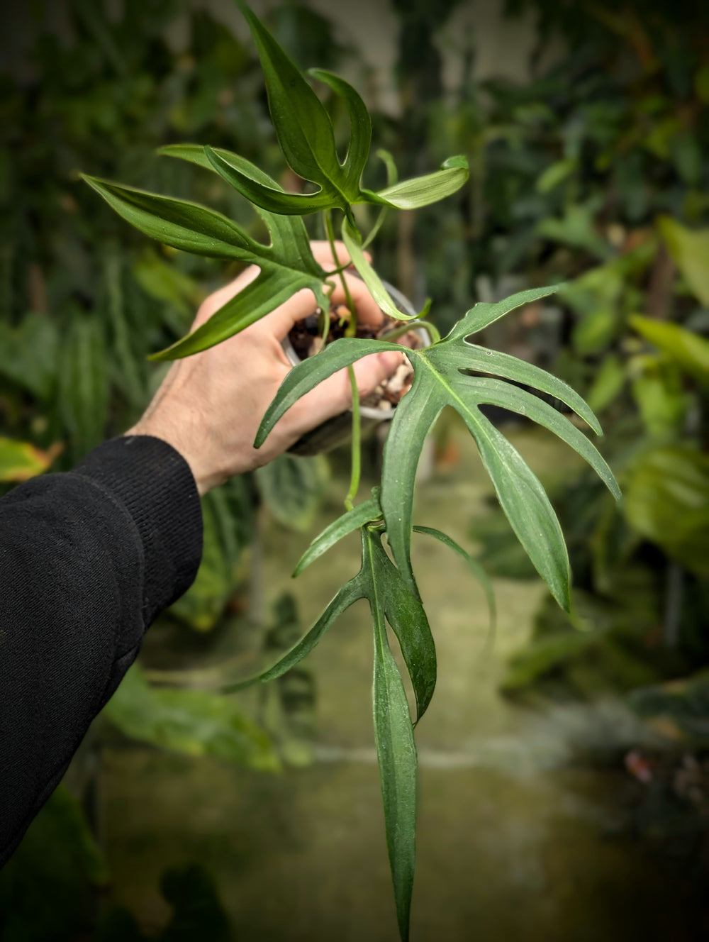 Philodendron pedatum 'Fine Fingers' - GROW TROPICALS