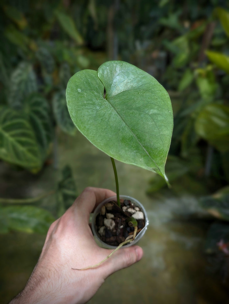 Amydrium humile Plants GrowTropicals