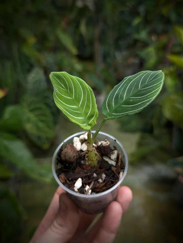 Schismatoglottis psuedohatchii 'Chevron' - GROW TROPICALS