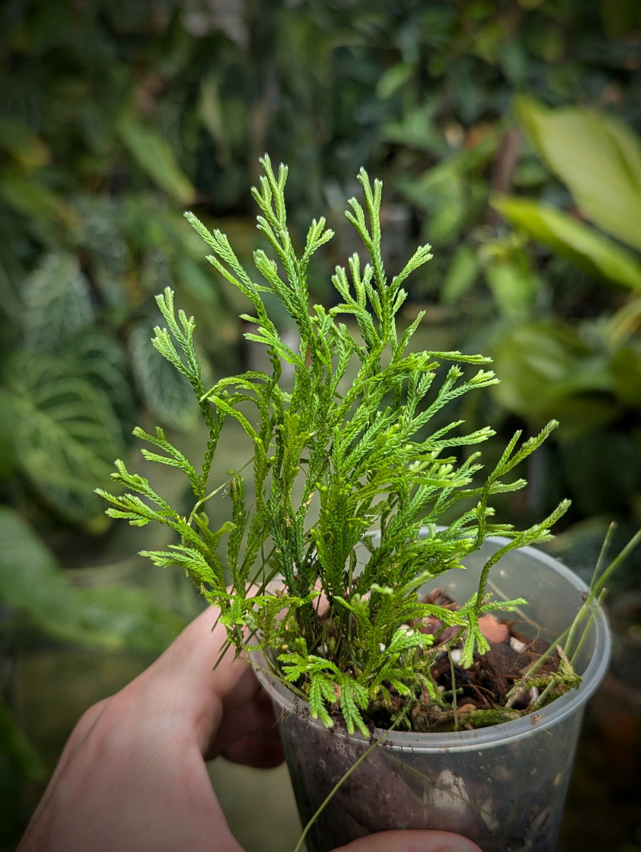 Selaginella sp. aff. delicatula - GROW TROPICALS