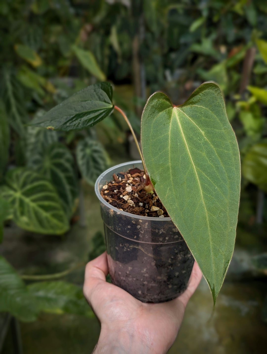 Anthurium 'Carmesin' - GROW TROPICALS