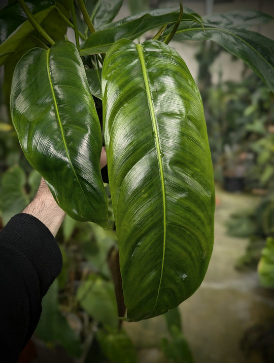 Imperfect Philodendron patriciae Plants GrowTropicals