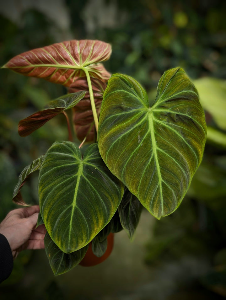 Philodendron rubrijuvenile ('El Choco Red') - GROW TROPICALS