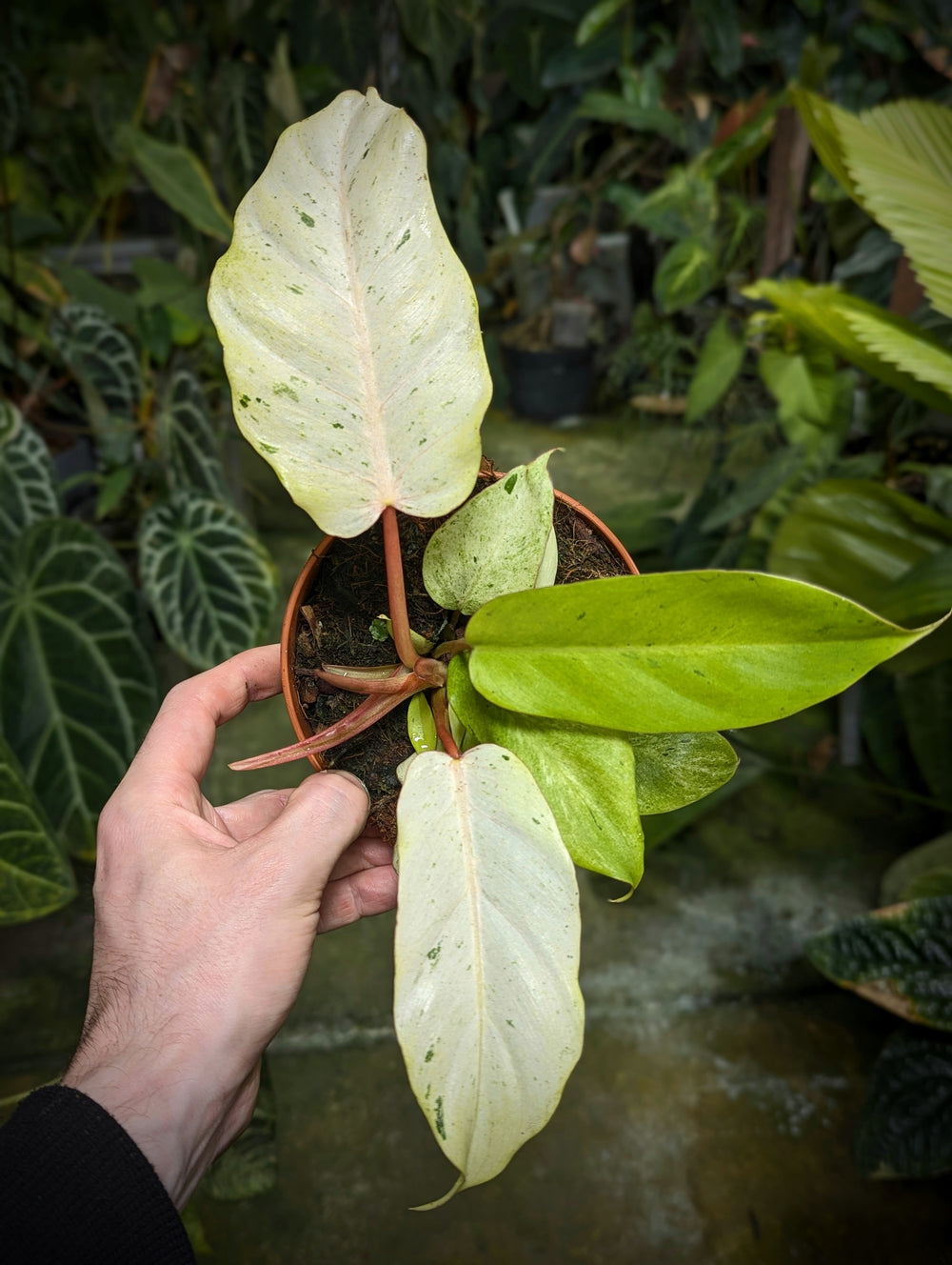 Philodendron 'Snowdrift' - GROW TROPICALS