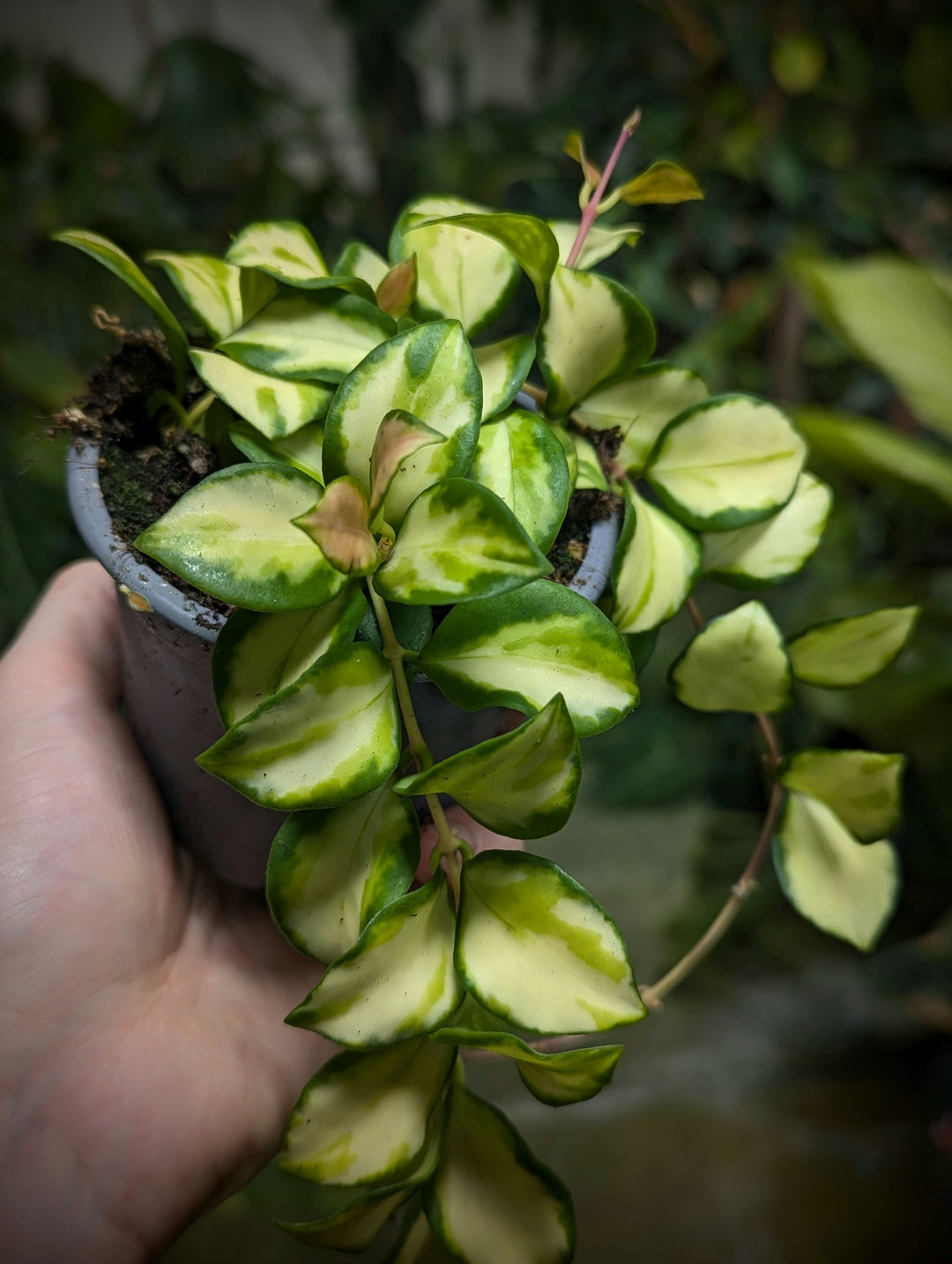 Hoya heuschkeliana variegated - GROW TROPICALS