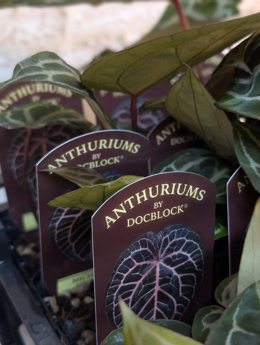 DocBlock® Anthuriums