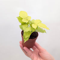 Radermachera Sinica 'Golden'