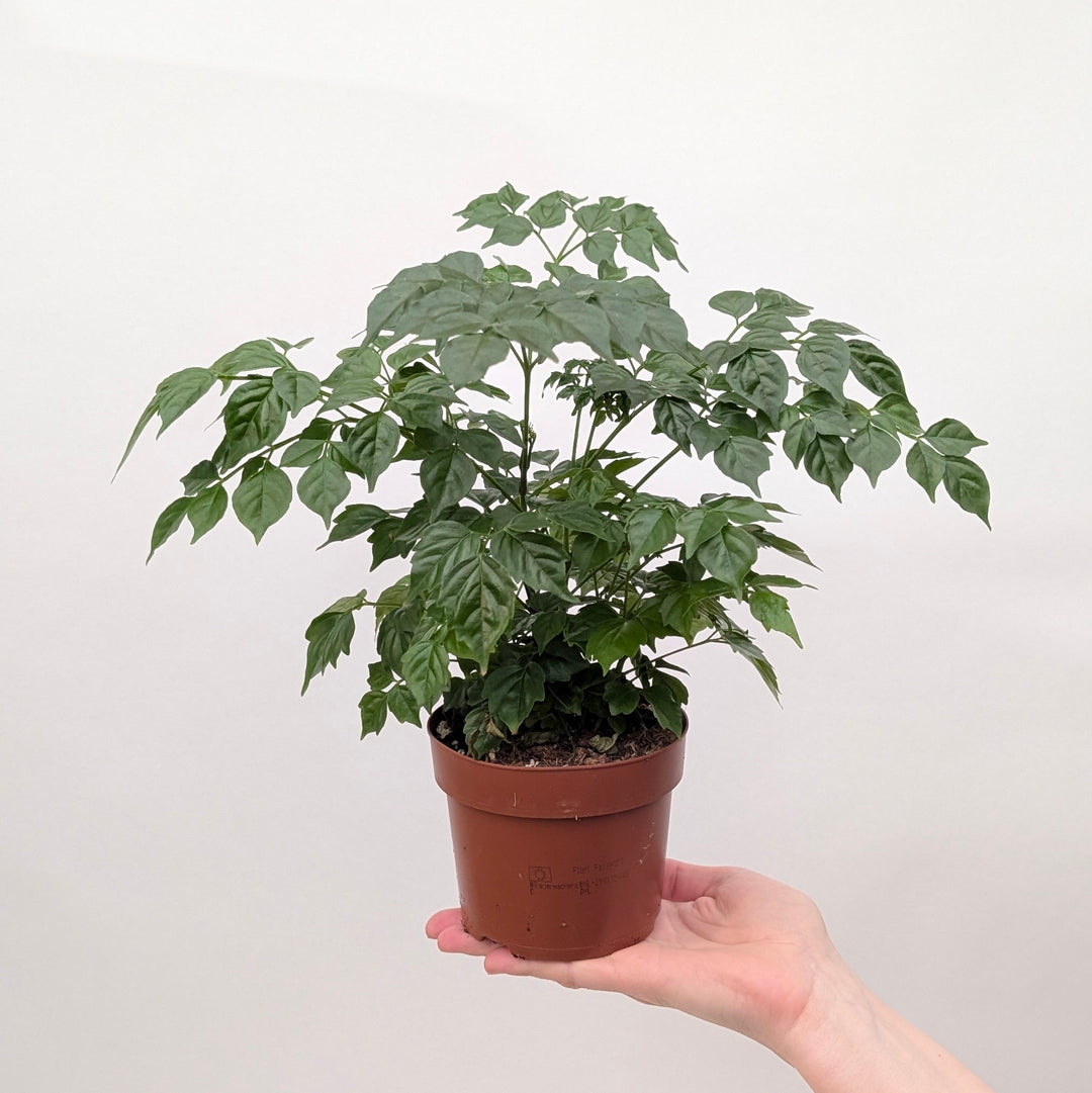 Radermachera Sinica | China Doll Plant Plants GrowTropicals