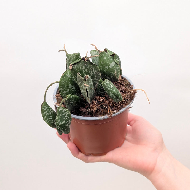 Hoya imbricata — 12cm