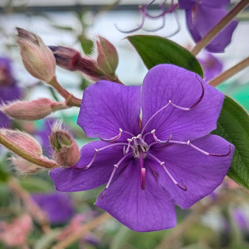 Tibouchina urvilleana Plants - Outdoor GROW TROPICALS