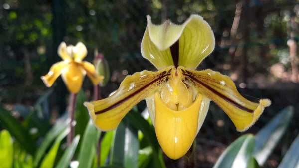 Indian orchids set to be a big draw at London’s Chelsea Flower Show