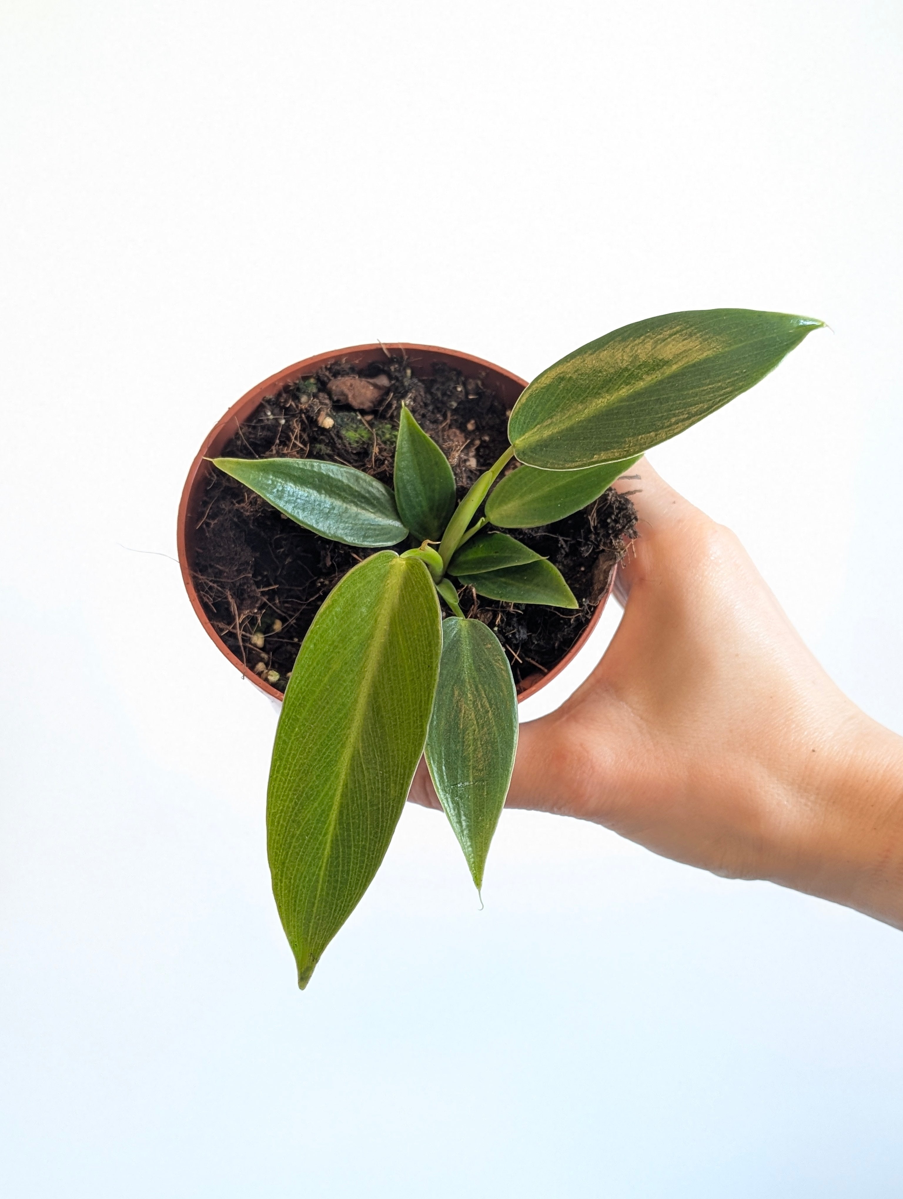 philodendron spiritus sancti cost Philodendron spiritus sancti (TC Clone) | Plants