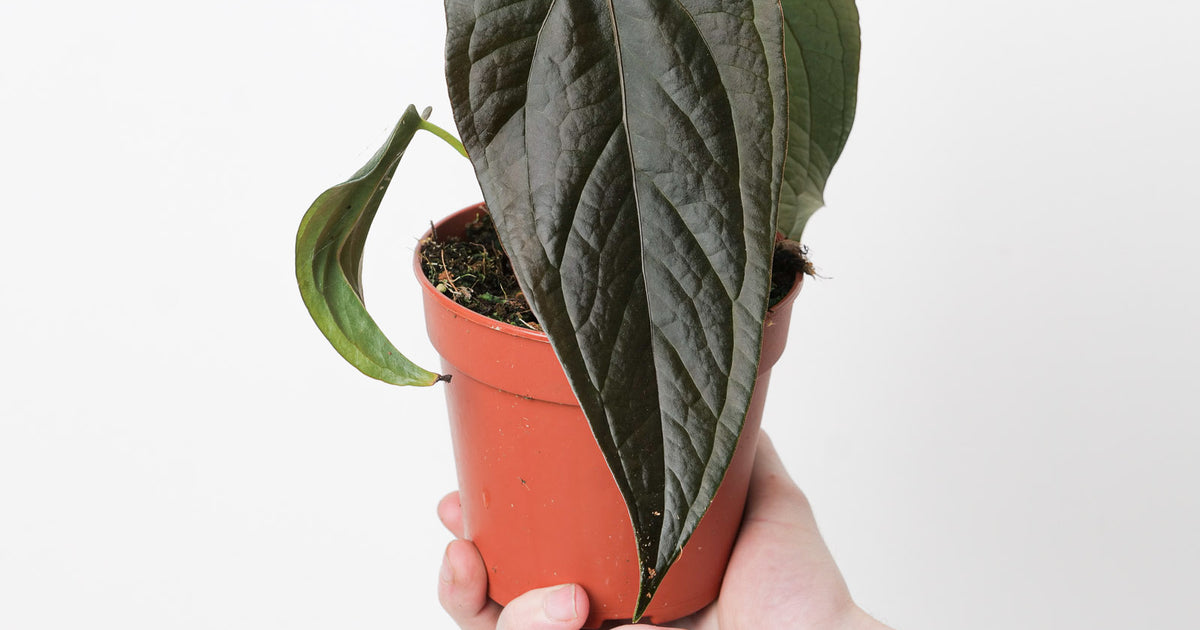 Anthurium 'Queen of Hearts' | Plants | GrowTropicals.com