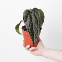 Imperfect Anthurium 'Queen of Hearts'