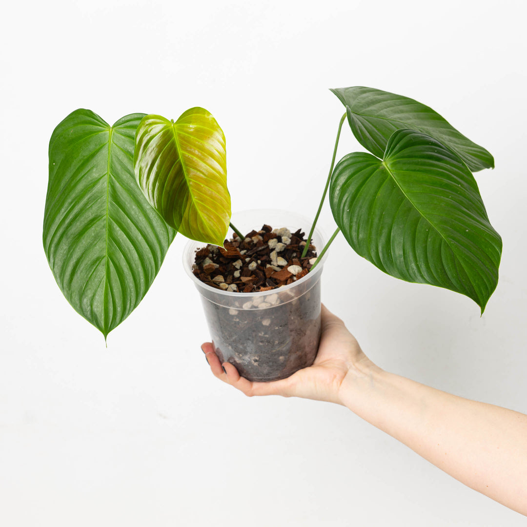 circle philodendron leaves Philodendron queleii 'Round' | Plants