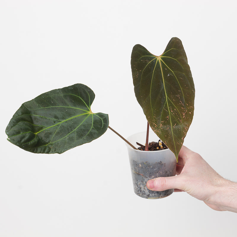 Anthurium papillilaminum 'Ree Gardens' x Ace of Spades (Tezula Dark Form) — 9cm