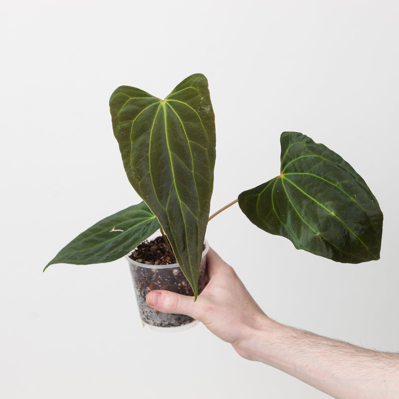 Anthurium papillilaminum 'Ree Gardens' x Ace of Spades (Tezula Dark Form) Plants GrowTropicals