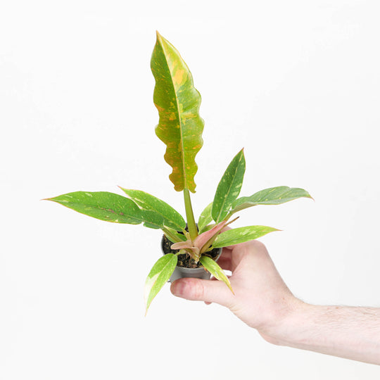 Philodendron Ring of Fire 6cm Plants GrowTropicals
