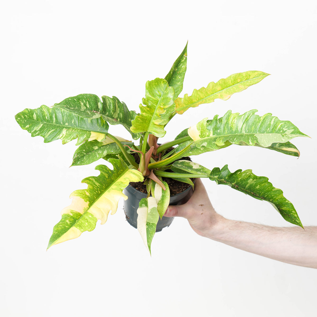 Philodendron Ring of Fire 14cm Plants GrowTropicals