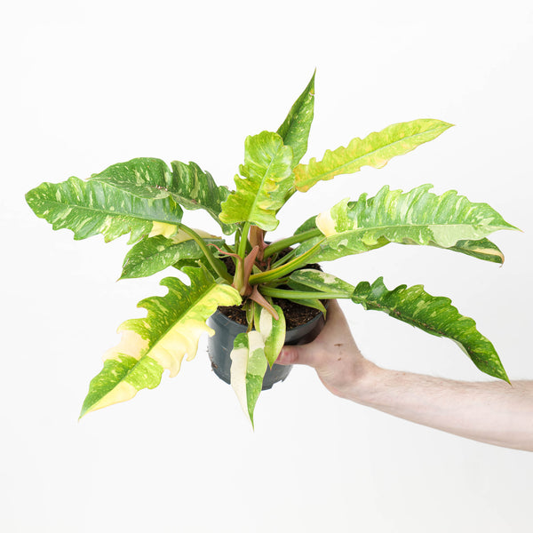 Philodendron Ring of Fire 14cm Plants GrowTropicals
