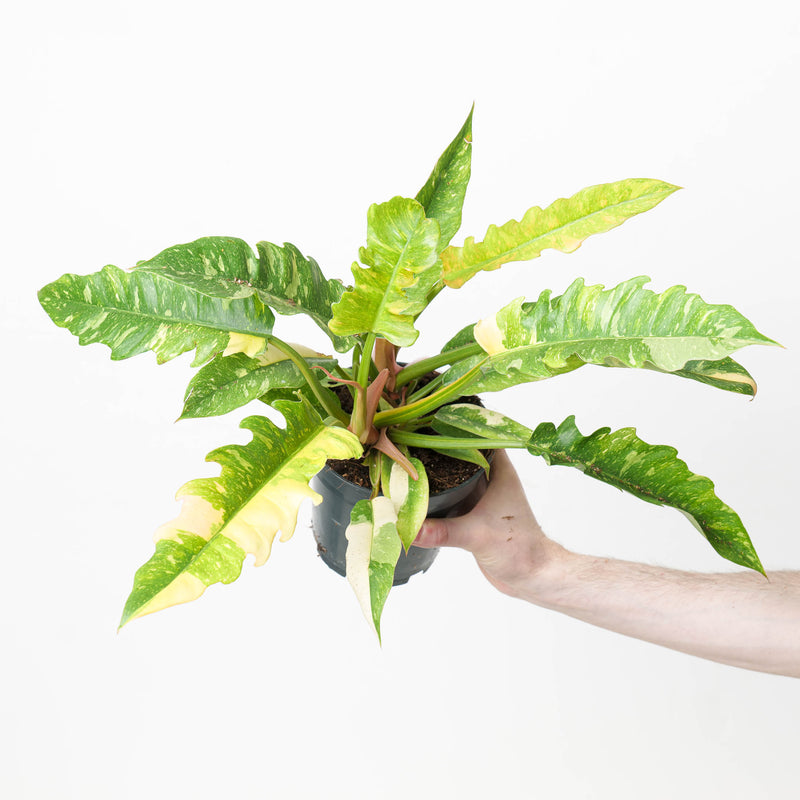 Philodendron Ring of Fire 14cm Plants GrowTropicals
