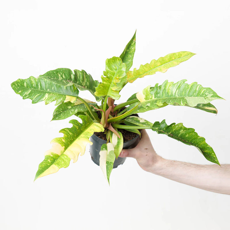 Philodendron Plant Bundle Plant Bundle GrowTropicals