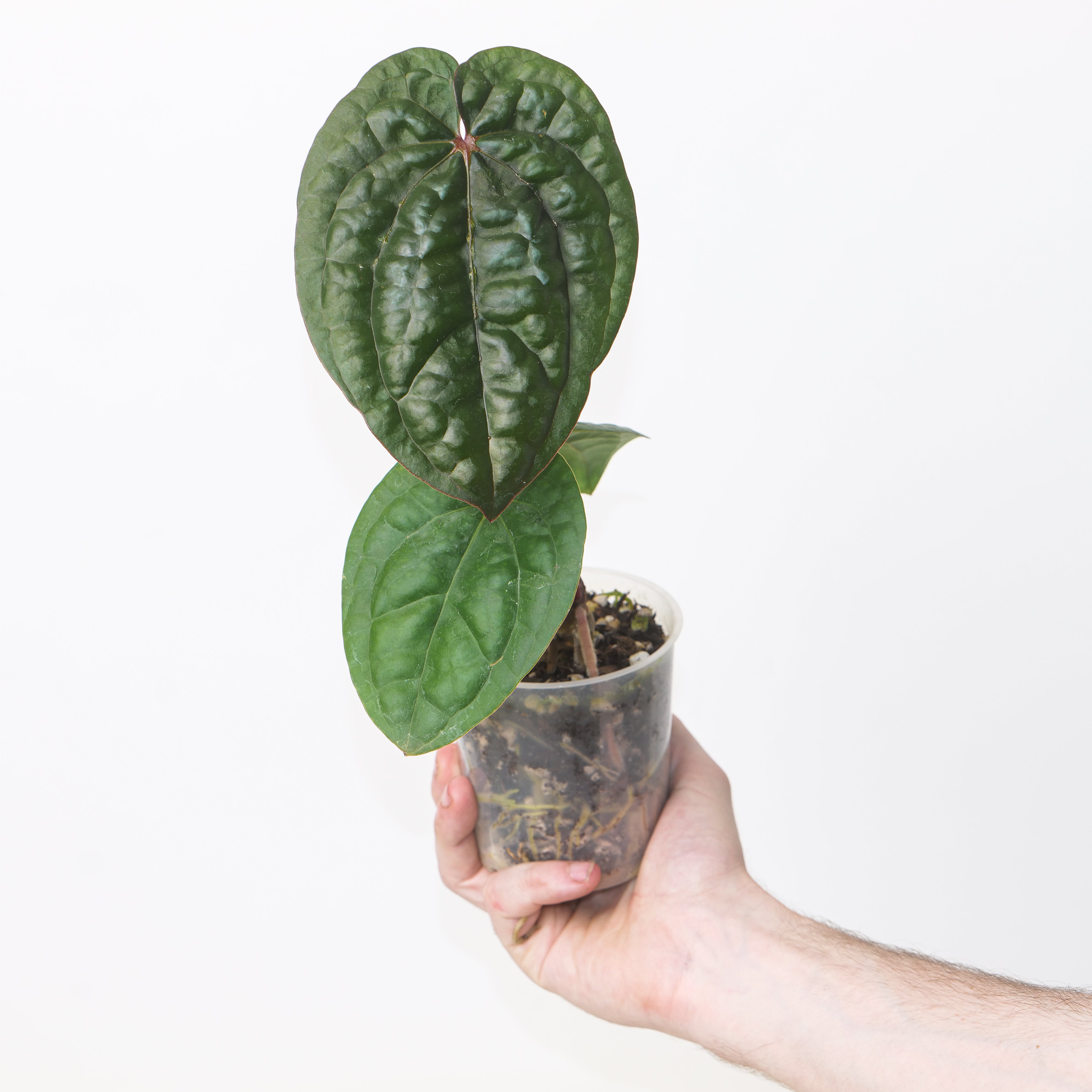 アンスリウムハイブリッド　('AOS'xluxurians) x RVDP Anthurium RVDP x luxurians | Plants | GrowTropicals.com