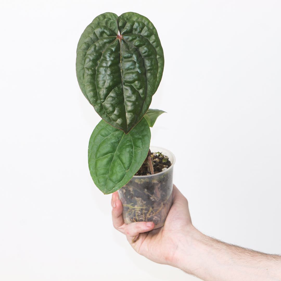 Anthurium RVDP x luxurians Plants GrowTropicals