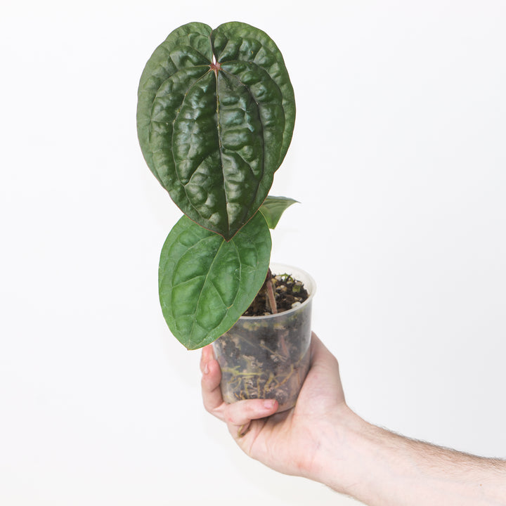 Anthurium RVDP x luxurians Plants GrowTropicals