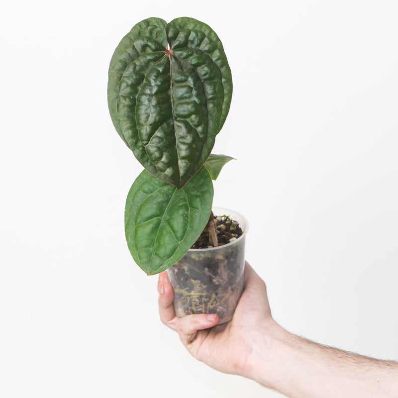 Anthurium RVDP x luxurians Plants GrowTropicals