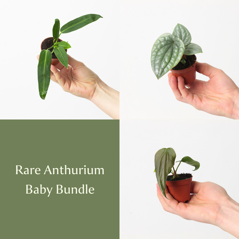 Rare Anthurium Baby Bundle Plant Bundle GrowTropicals