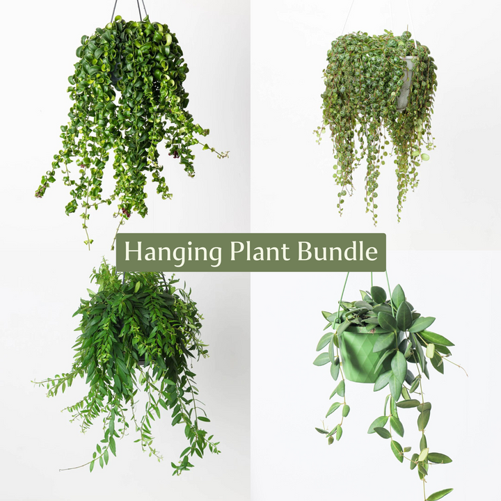 Easy Care Hanging Plant Bundle - GROW TROPICALS