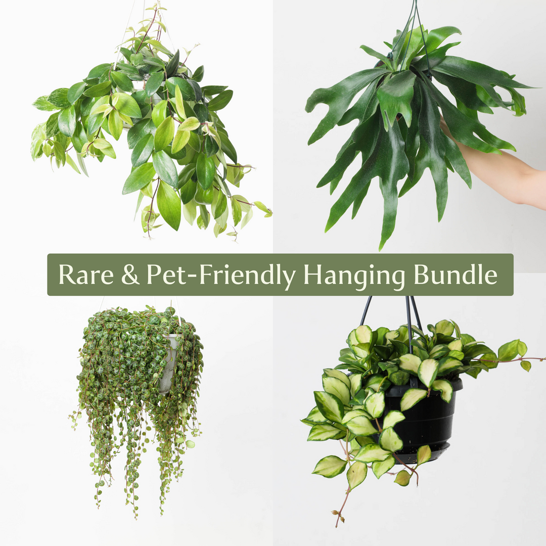 Rare & Pet-Friendly Hanging Bundle - GROW TROPICALS