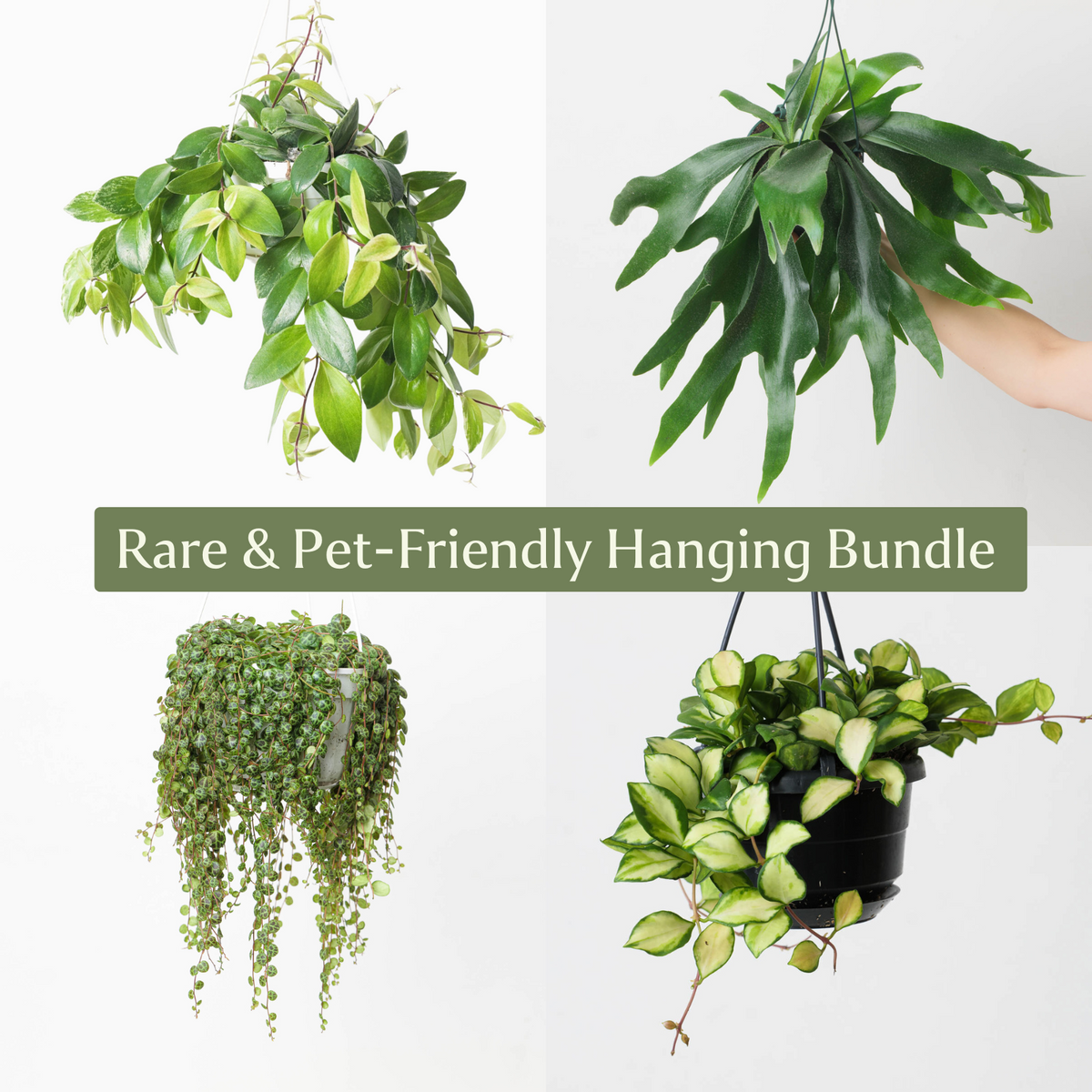 rare hanging plants Rare & Pet-Friendly Hanging Bundle | Plant Bundle