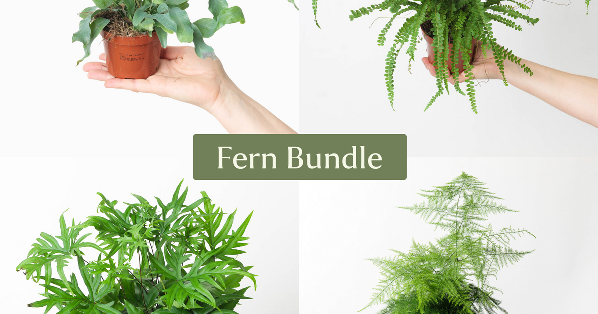 types of fern plants indoor Fern Bundle | Plant Bundle