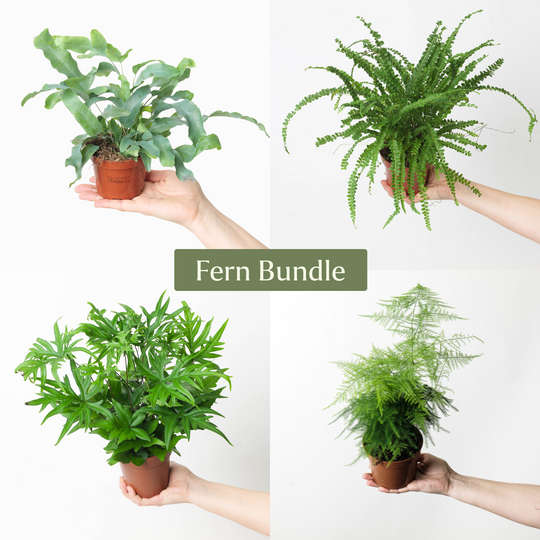 Fern Bundle Plant Bundle GrowTropicals