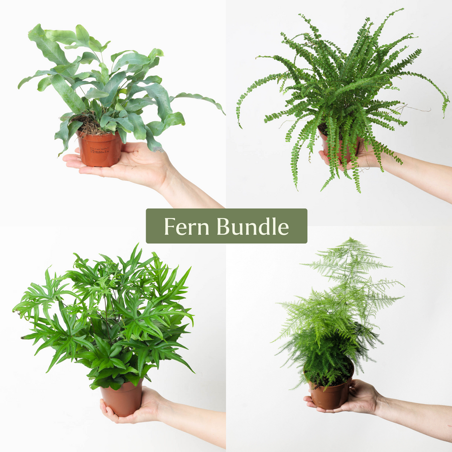 Fern Bundle - GROW TROPICALS