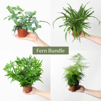 Fern Bundle