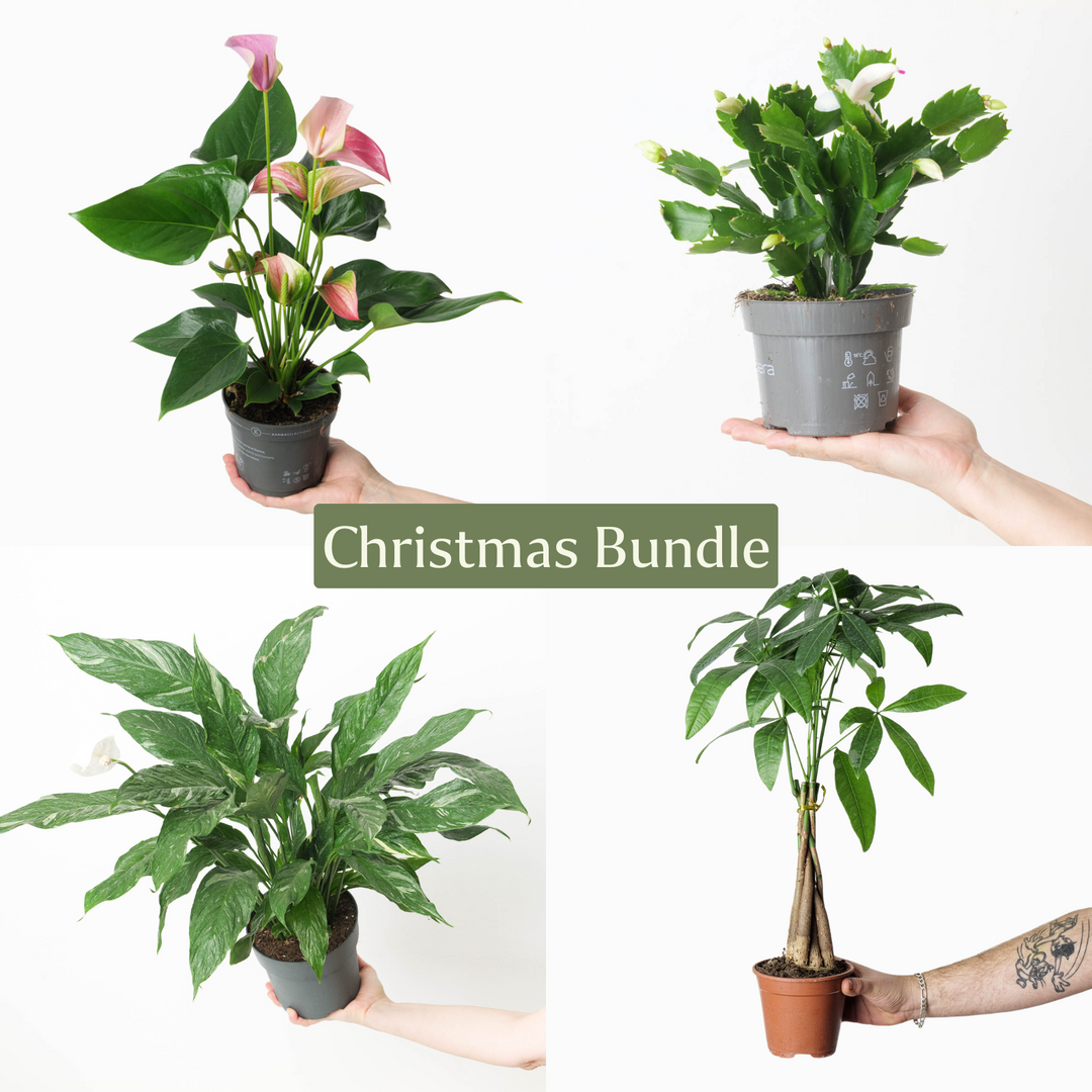 Christmas Bundle - GROW TROPICALS