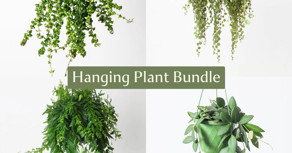 Easy Care Hanging Plant Bundle