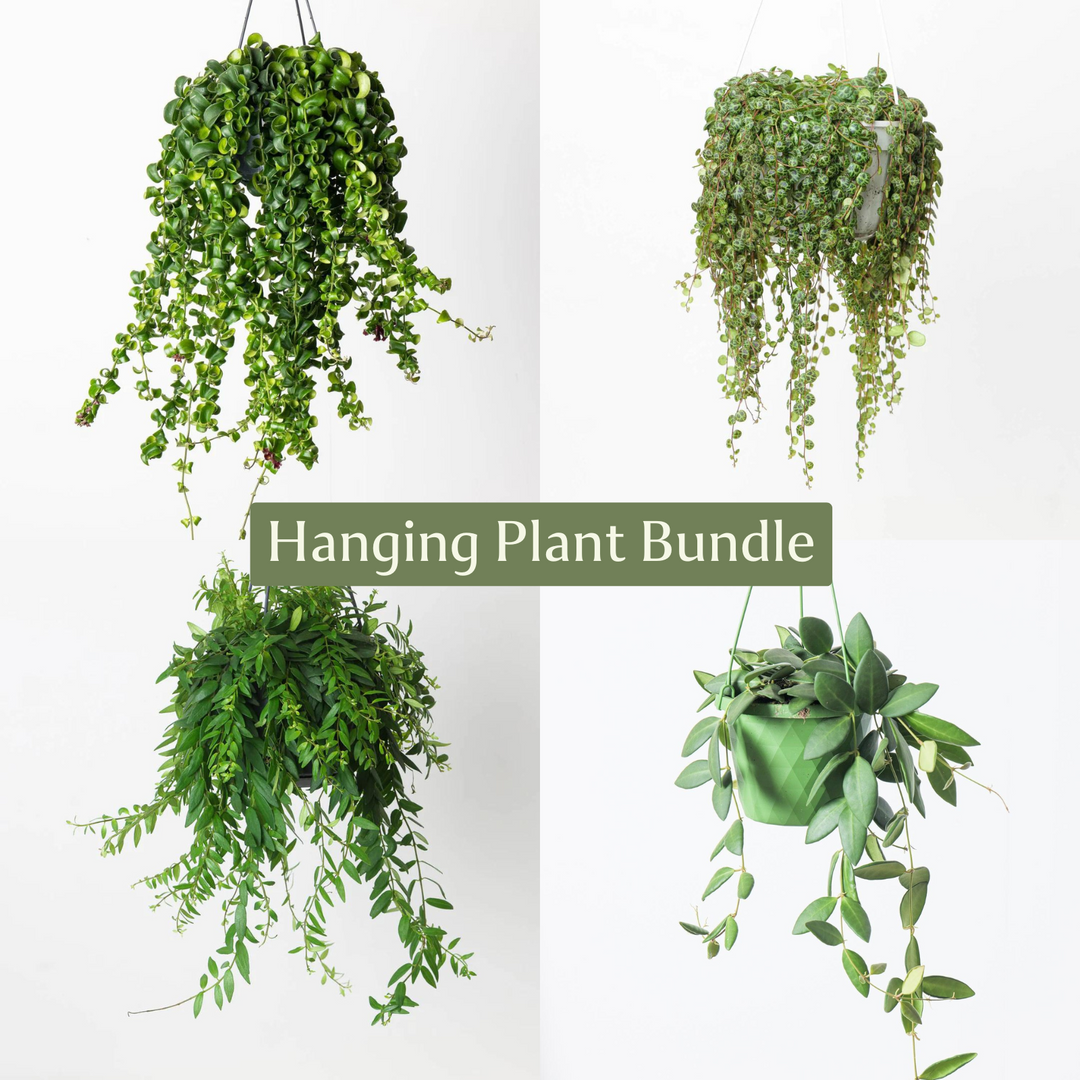 easy to care for hanging plants Easy Care Hanging Plant Bundle