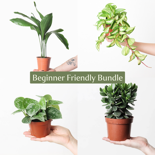 Beginner Friendly Bundle Plant Bundle GrowTropicals