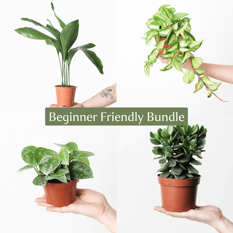 Beginner Friendly Bundle Plant Bundle GrowTropicals